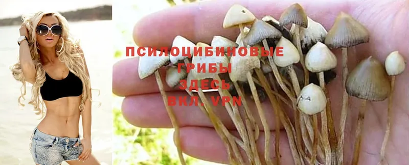 Галлюциногенные грибы MAGIC MUSHROOMS  дарнет шоп  Кудрово 